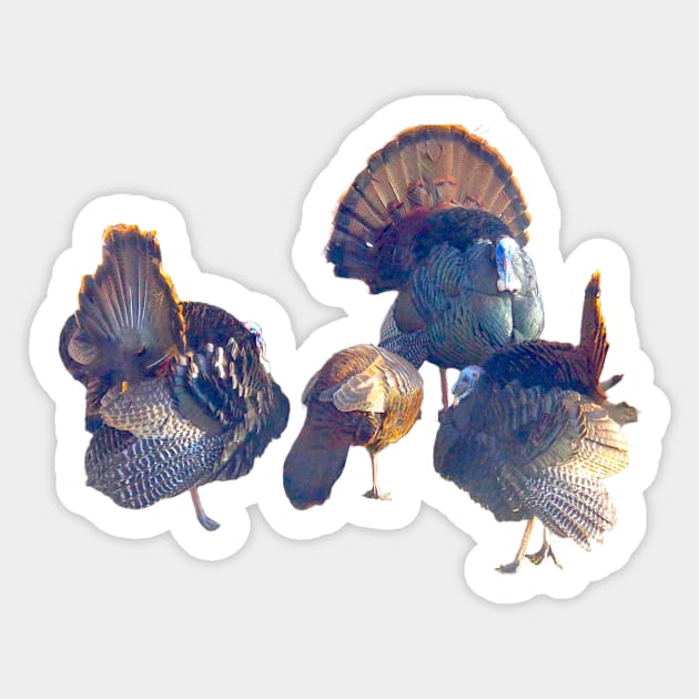 Male Turkeys Displaying Their Foliage to a Lady Sticker by Glenn’s Credible Designs